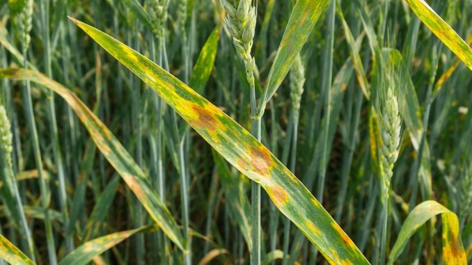 septorioza pszenicy objawy na lisciu przy klosie