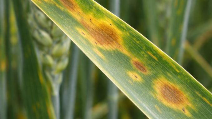 septorioza pszenicy plamy na liściu objawy choroby