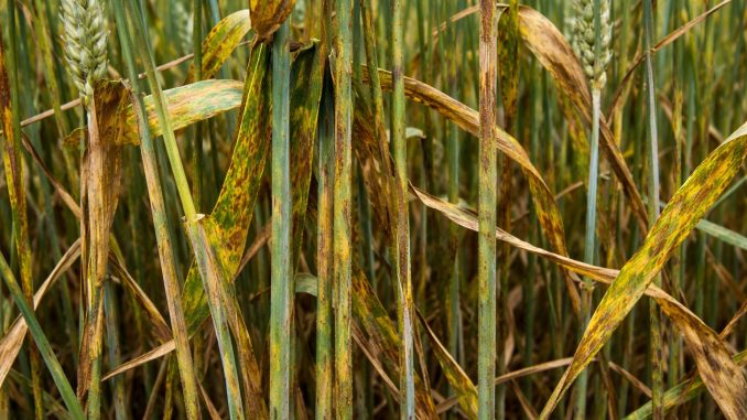 septorioza pszenicy objawy na polu silne porazenie